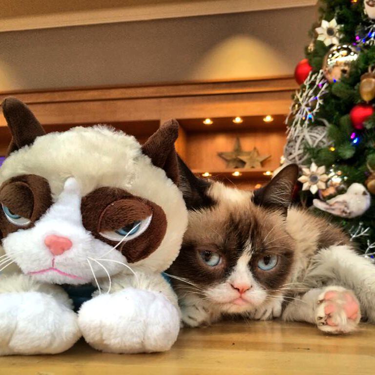 Grumpy Cat takes over QVC's Christmas in July
