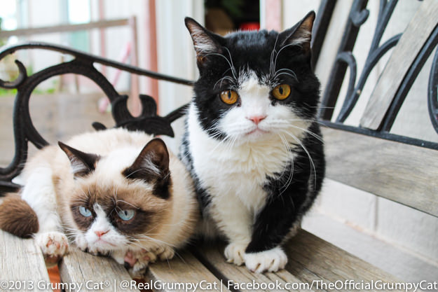 Grumpy Cat and Pokey the Cat