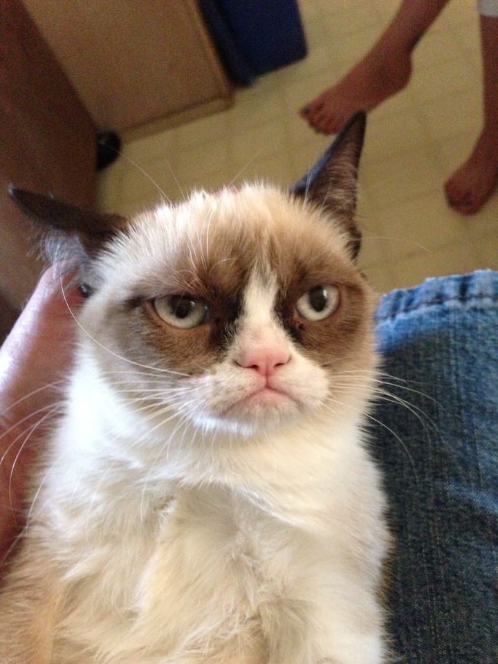 Original Grumpy Cat Photo