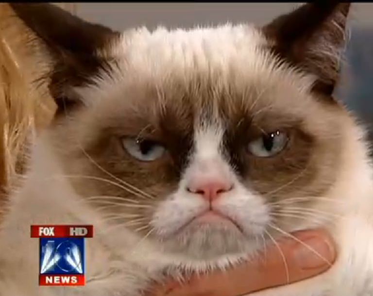 Grumpy Cat now on Tumblr and Instagram
