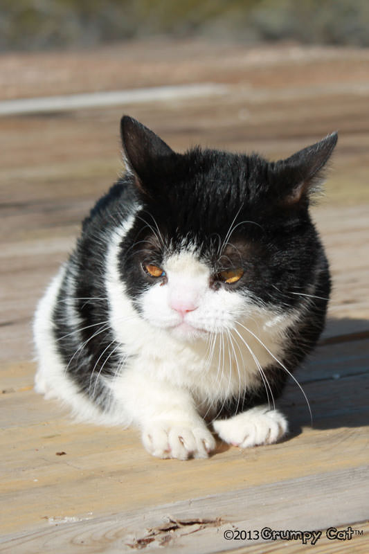 The Almost Daily Grump | February 16, 2013