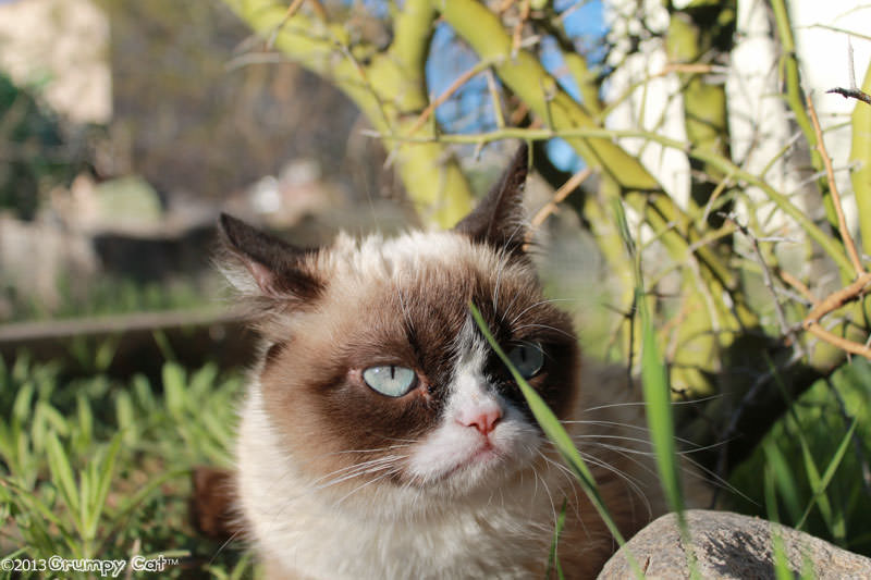 Grumpy Cat is back home in AZ!
