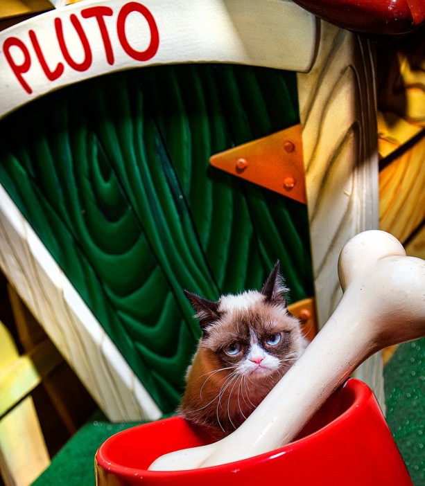 Check out Grumpy Cat's DisneySide on November 5
