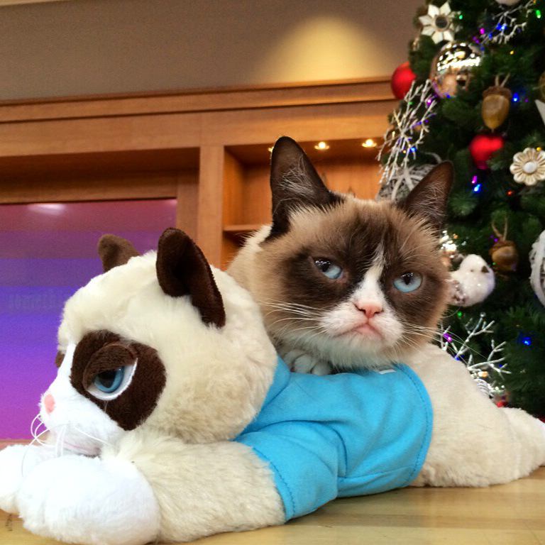 Grumpy Cat takes over QVC's Christmas in July