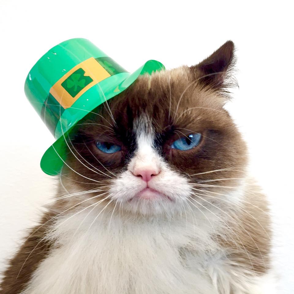 List 90+ Pictures st patrick’s day cat images Completed