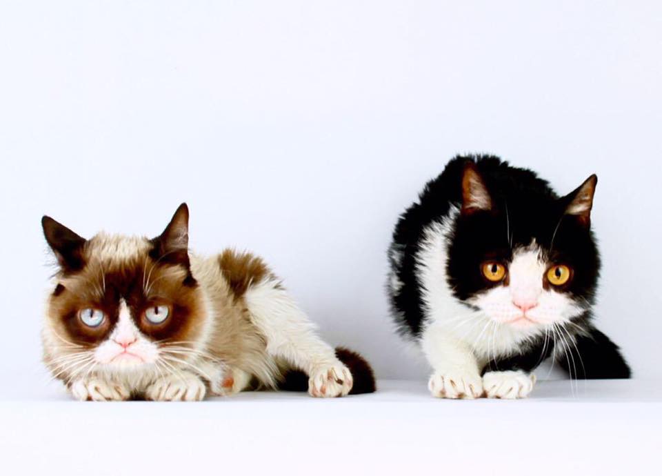 Grumpy Cat and Pokey | Grumpy Cat®