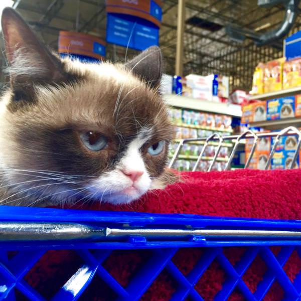 Grumpy Cat @ Tampa Theatre Today! #HappyFindsGrumpy
