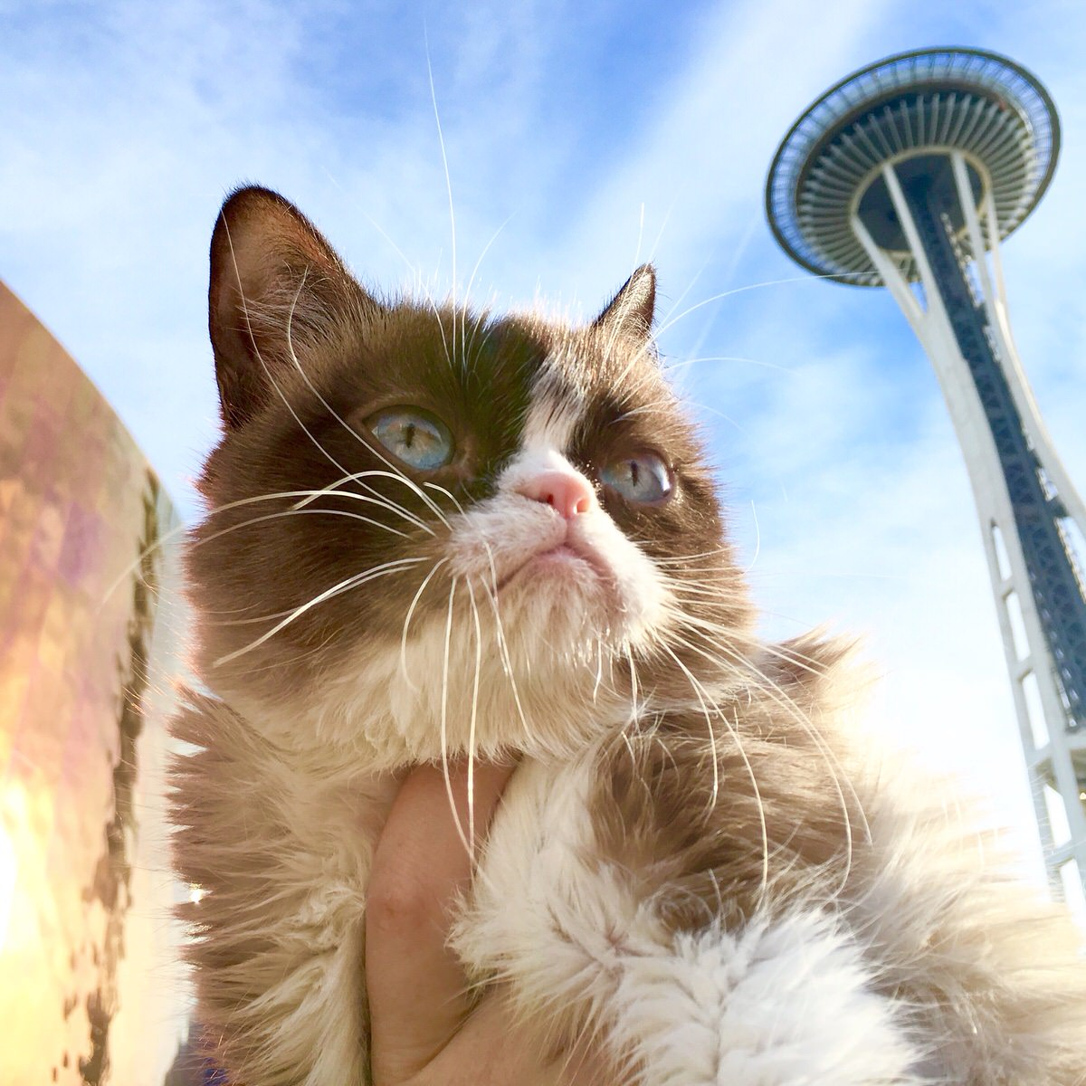 Grumpy Cat's Northwest Visit