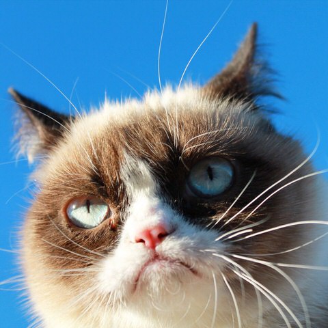 The world’s grumpiest cat! | Grumpy Cat®