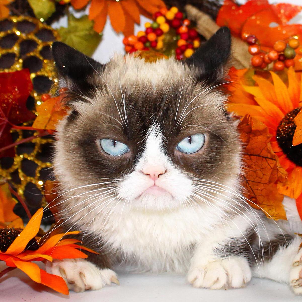 grumpy cat happy thanksgiving