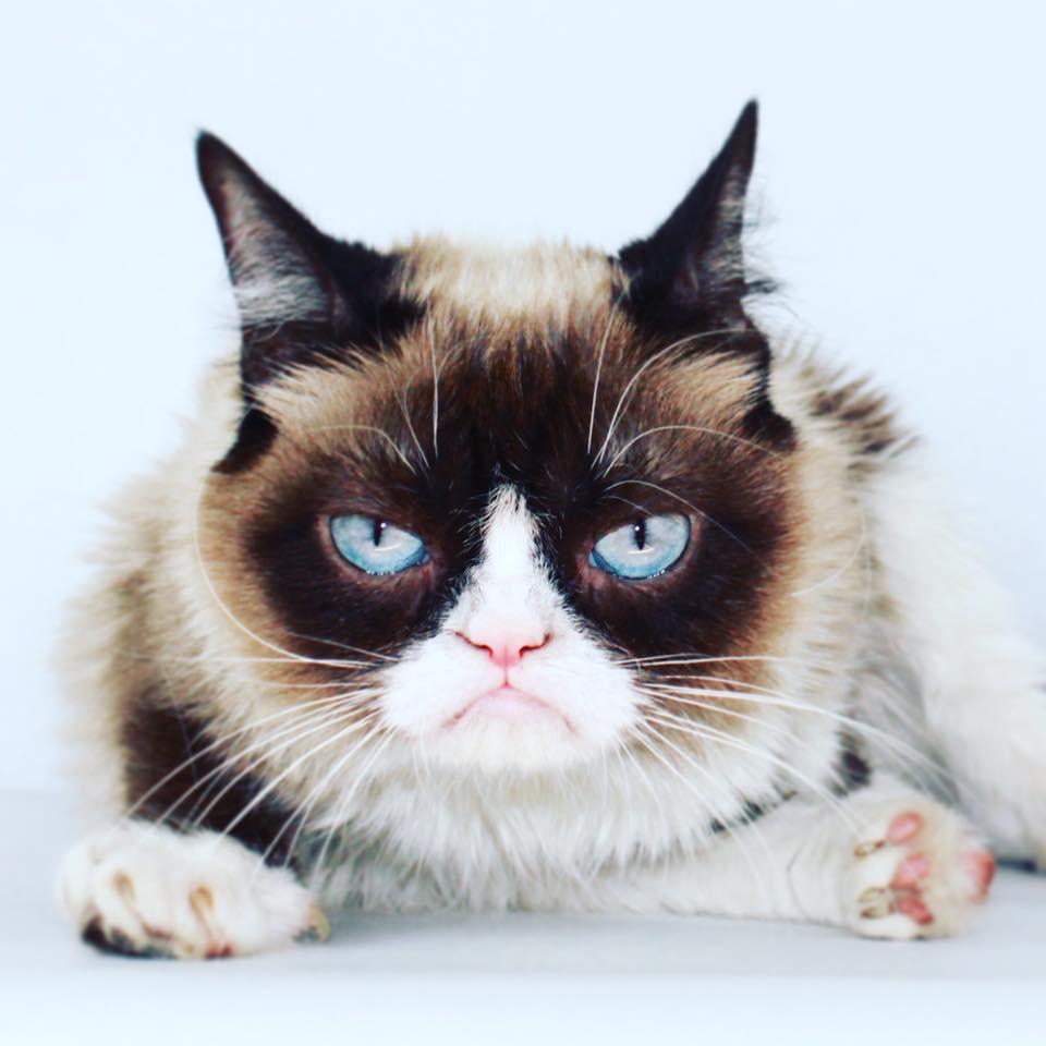 Grumpy Cat