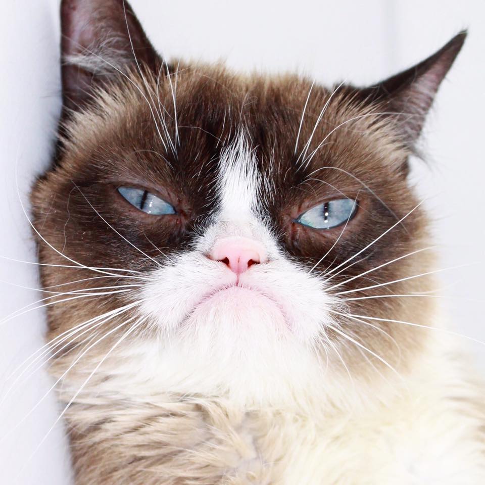 Ms. Grumpy Cat